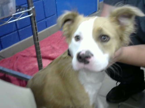 AK - Australian Shepherd available for adoption