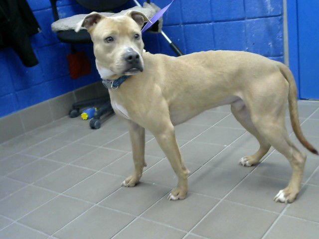 BEORN - Boxer available for adoption