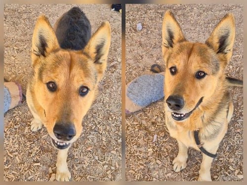 HUNT - German Shepherd Dog available for adoption