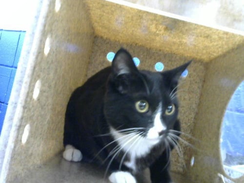 ORCHID - Domestic Short Hair available for adoption