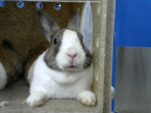 ECLAIR - Shorthaired Rabbit available for adoption