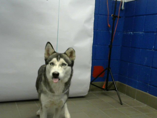 COOKIE - Siberian Husky available for adoption