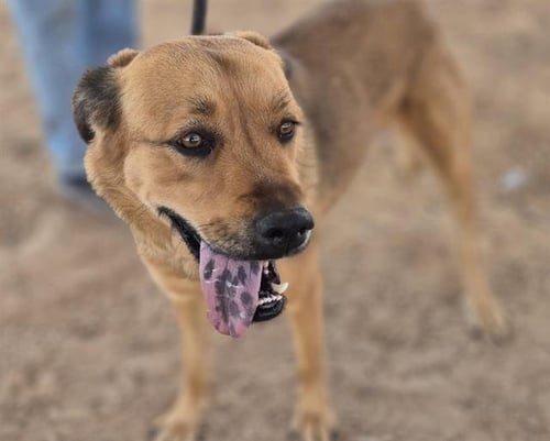 LOLIPOP - Golden Retriever available for adoption
