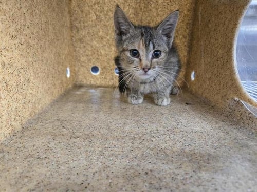 APPLE - Domestic Short Hair available for adoption
