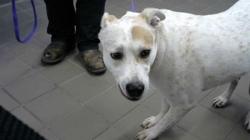 TIMOTHY - Queensland Heeler / American Pit Bull Terrier available for adoption