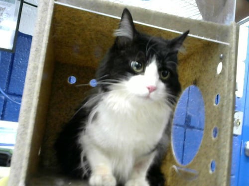 AMARI - Domestic Long Hair available for adoption