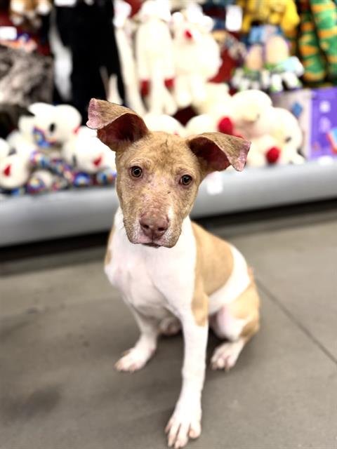 KEEDO - Pit Bull Terrier available for adoption