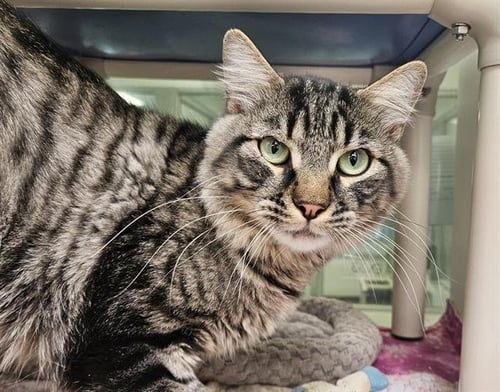 BABY - Domestic Short Hair available for adoption