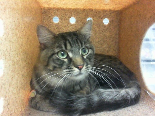 BABY - Domestic Short Hair available for adoption