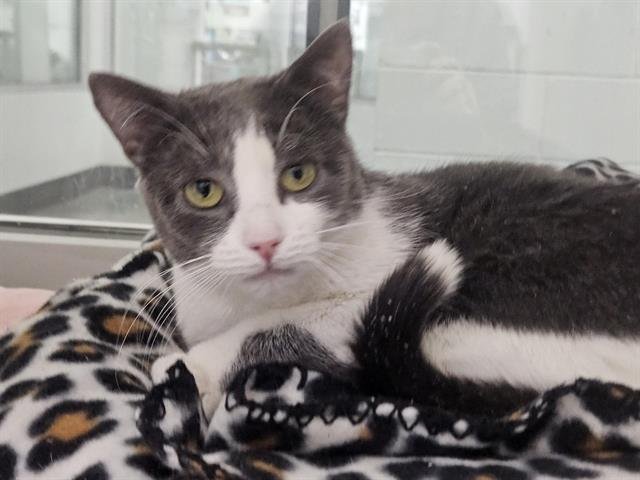 THUMBALINA - Domestic Short Hair available for adoption