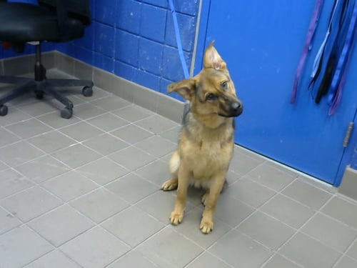NARDO - German Shepherd Dog available for adoption