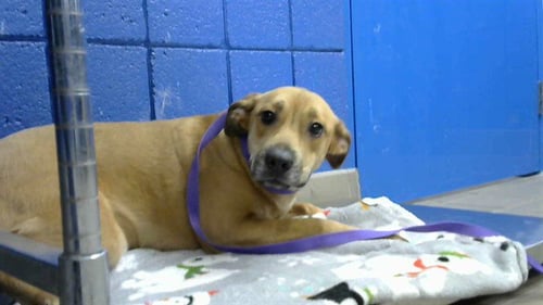 PRINCESS - German Shepherd Dog available for adoption