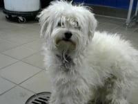MILO - Photo 1