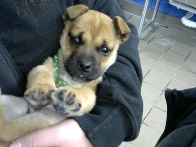 CHEWY - Pug / Chinese Shar-Pei available for adoption