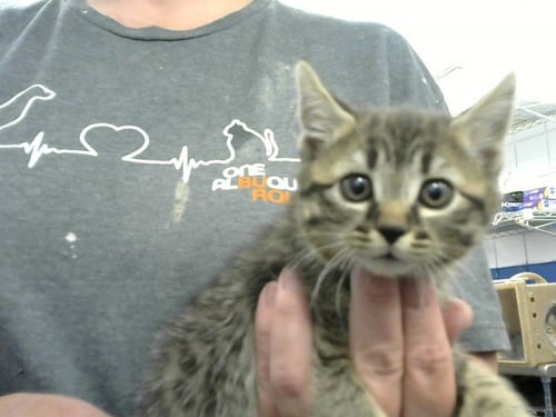 AMI HAN - Domestic Short Hair available for adoption