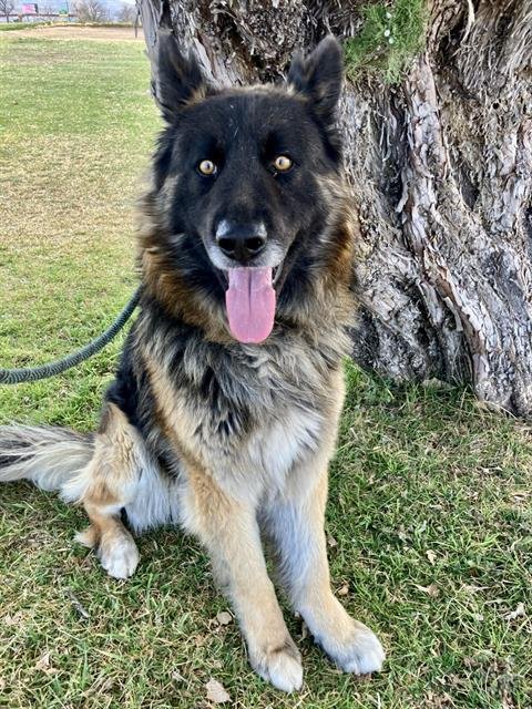 TUX - German Shepherd Dog available for adoption