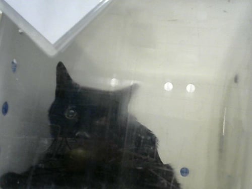 STAR - Domestic Short Hair for adoption in Albuquerque