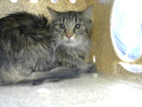 CHINA - Domestic Short Hair available for adoption