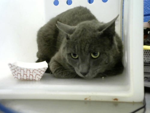 JAMES - Domestic Short Hair available for adoption