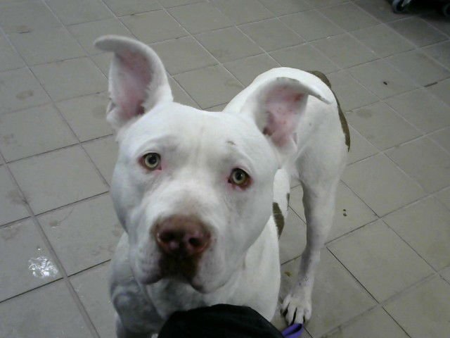 MAXIMILENIUM - American Pit Bull Terrier available for adoption