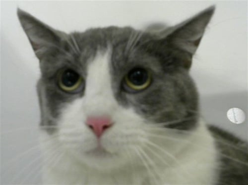 ITS BITST - Domestic Short Hair available for adoption