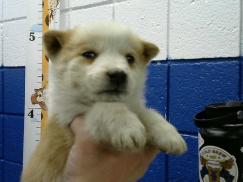 CARAMEL - Husky available for adoption