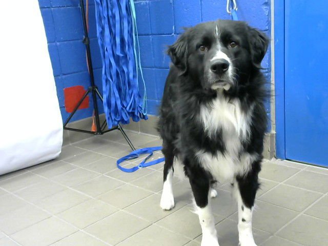 PRETTY BOY - Border Collie available for adoption