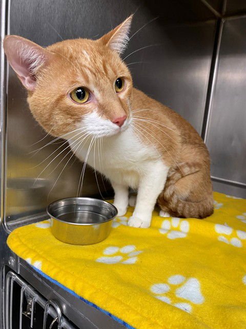 BABY BOY - Domestic Short Hair available for adoption