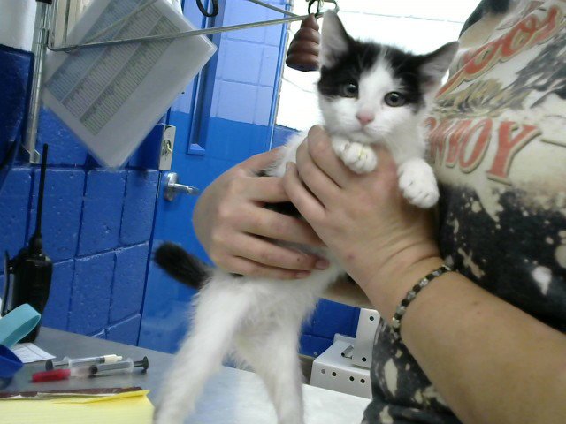 MRS.MEOW Image