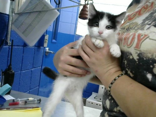 MRS.MEOW - Domestic Short Hair available for adoption