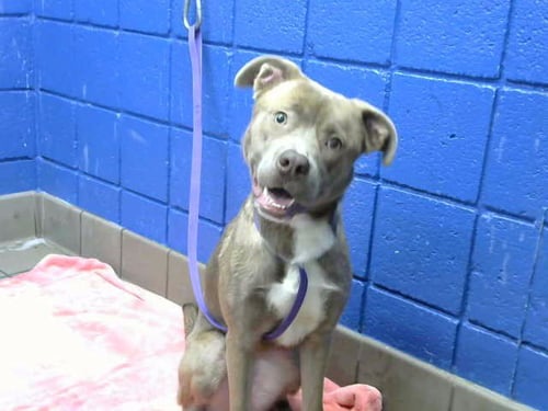 AMIRI - American Pit Bull Terrier available for adoption