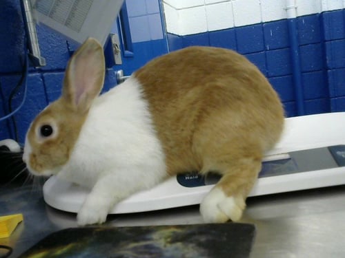 POPCORN - Shorthaired Rabbit available for adoption