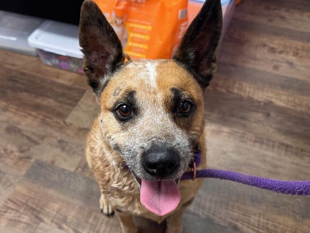 ZELDA - Australian Cattle Dog/Blue Heeler available for adoption