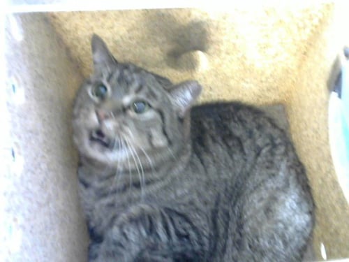 ESSIE - Domestic Short Hair available for adoption