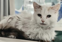 BLANCA - Photo 1