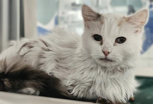 BLANCA - Domestic Long Hair available for adoption
