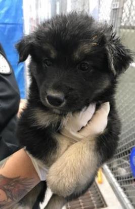 ROSE - Australian Cattle Dog/Blue Heeler available for adoption