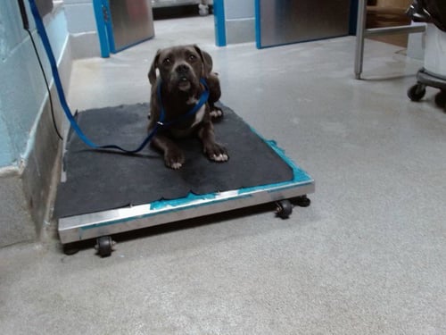 ROADIE - American Pit Bull Terrier available for adoption