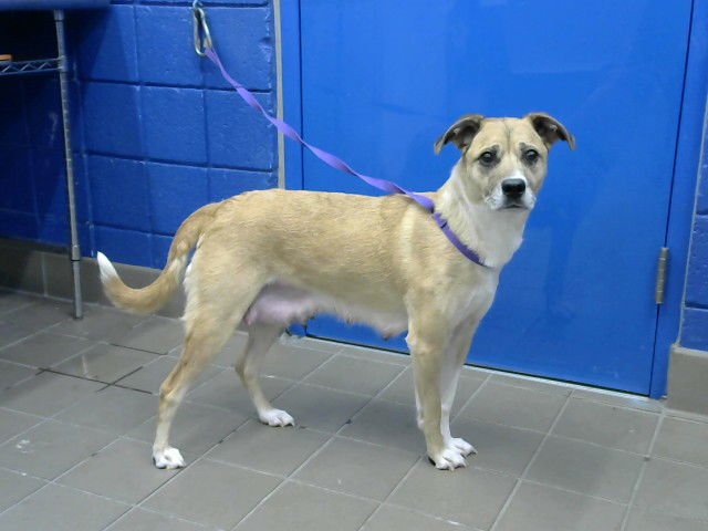 NICHOL - Australian Shepherd / Labrador Retriever available for adoption