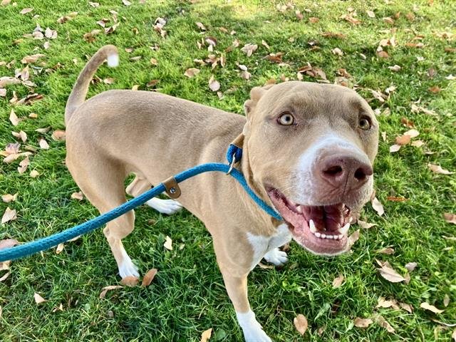 HONEY - American Pit Bull Terrier available for adoption