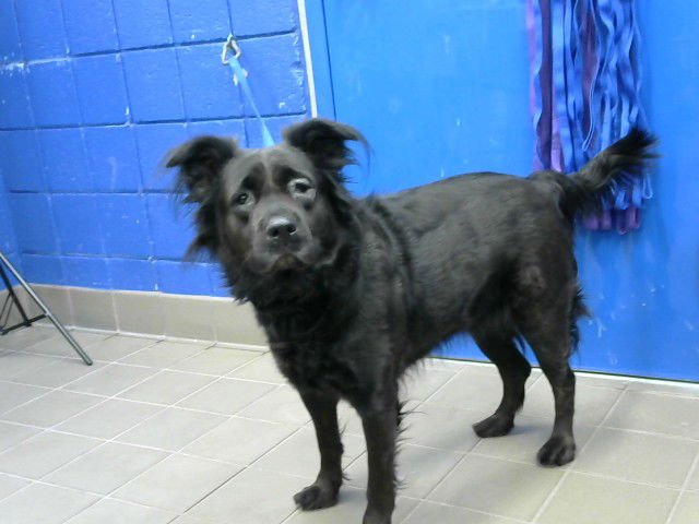 ANGEL - Labrador Retriever available for adoption