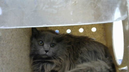 CONQUEST - Domestic Long Hair available for adoption