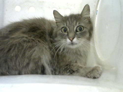 STAR - Domestic Short Hair available for adoption