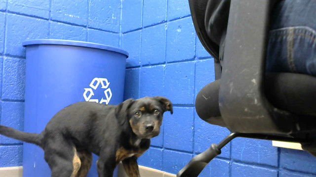 REBEL - Rottweiler available for adoption