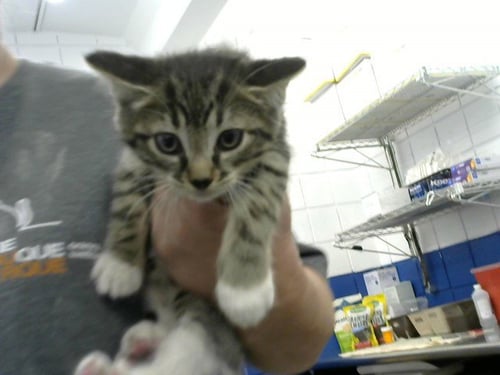 TONY STARK - Domestic Short Hair available for adoption