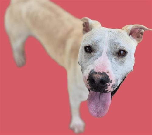 SHELBY - Labrador Retriever / Chinese Shar-Pei available for adoption