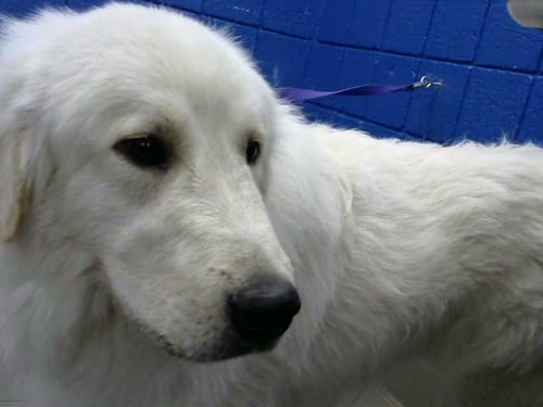 SANDOR - Great Pyrenees available for adoption