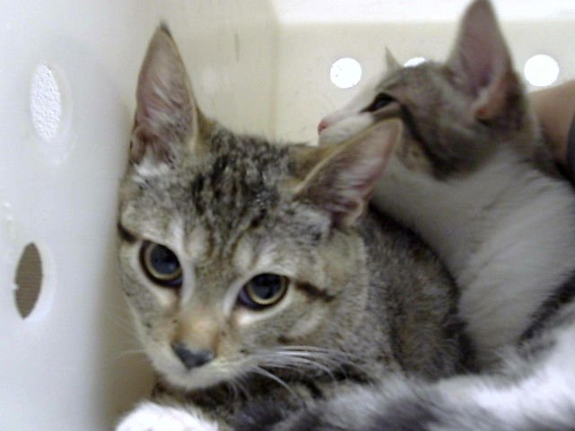 ZOEY - Domestic Short Hair available for adoption