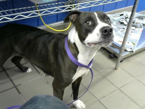 GEENIE - American Pit Bull Terrier available for adoption