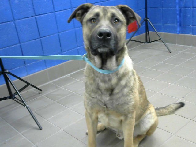 SHUCKLE - German Shepherd Dog available for adoption